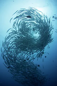 Prints of A tornado of barracuda, Sphyraena qenie. Photographed off Sipadan island, Sabah, Malaysia Images Dated 2016 November: School of Barracuda Print: A Tornado of Sphyraena qenie off Sipadan Island