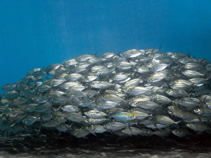 School of Bigeye Scad Fish Print