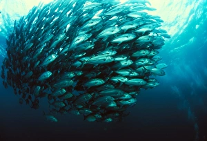 Blue Ocean Wildlife Photography Prints: Schooling jackfish