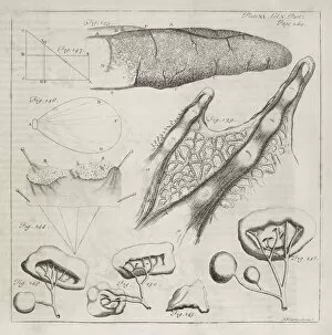 Abridged Collection: Science illustrations, 18th century