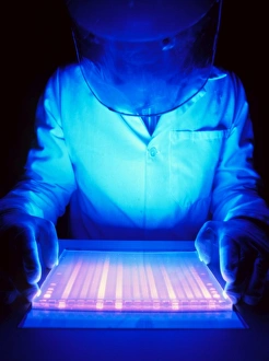 Scientist examining DNA sequencing autoradiogram Scientist examining DNA sequencing autoradiogram