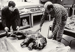 Scientists making measurements on baby mammoth Scientists making measurements on baby mammoth