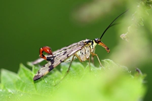 Dorset Wildlife Photos Prints: Scorpionfly on a nettle leaf