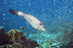 Tropical Ocean Life Prints: Scribbled filefish
