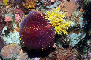 Sea Apple Sea Cucumber Print
