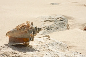Grand Turk Caribbean Island Sea Shells Print