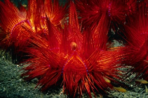 Sea urchins Sea urchins