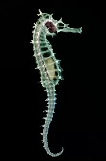 Images Dated 21st March 2007: Seahorse skeleton