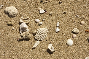 Caribbean Coastal Scene Prints: Seashell on the shore