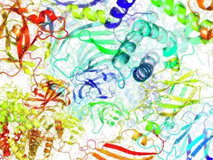 Secondary Structure of Proteins Print