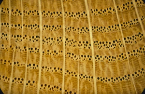 Section through Oak wood Section through Oak wood