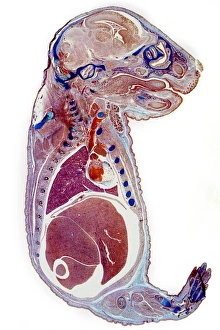 Images Dated 1990: Section through a rat embryo Print