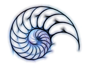 Nautilus Shell Prints: Sectioned shell of a nautilus, artwork