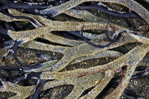Aquatic Invertebrates Prints: Seed Mat