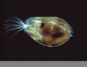 Light Micrograph Prints: Seed shrimp, light micrograph