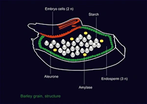 Plant Reproduction Biology Prints: Seed structure, diagram