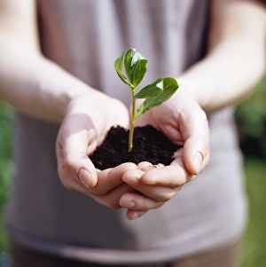 Seedling Growth Prints: Seedling