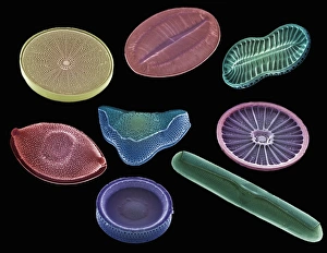 Scanning Electron Micrograph Of Diatoms Prints: Selection of diatoms, SEM