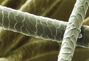SEM of Aran wool fibres SEM of Aran wool fibres