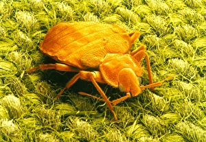SEM of a bed bug SEM of a bed bug