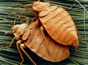 Prints of Bed bugs mating. Coloured scanning electron micrograph (SEM) of a pair of bed bugs mating. Bed bugs (Cimex lectularius)are blood sucking insects, so called because they live in the beds of humans Images Dated 2005 August: Coloured SEM print of bed bugs mating