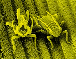 SEM of the bird cherry aphid SEM of the bird cherry aphid