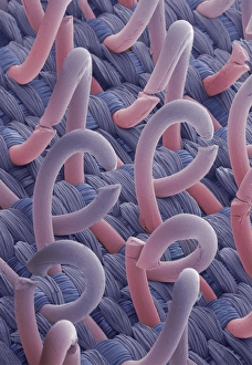 Prints of Coloured scanning electron micrograph (SEM) of a hooks and loops fastener. It is a two-sheet material which is used as a reversible fastener on clothing and fabrics Images Dated 2002 March: SEM Print of a Hook Fastener