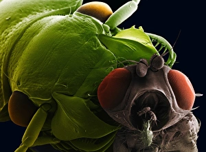 SEM of ground beetle SEM of ground beetle