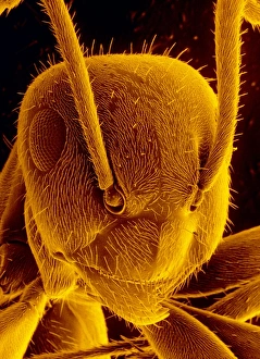 SEM head of black garden ant SEM head of black garden ant