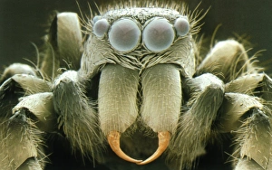 SEM of head of zebra jumping spider, Salticus sp SEM of head of zebra jumping spider, Salticus sp