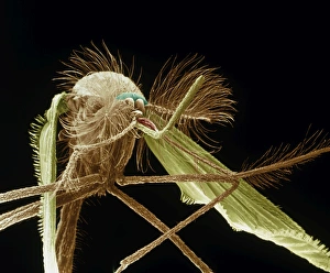 SEM of male mosquito SEM of male mosquito