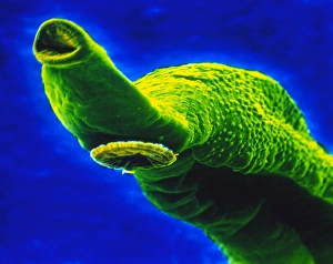 SEM of the mouth & sucker of the bilharzia fluke SEM of the mouth & sucker of the bilharzia fluke