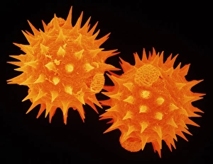 Sem of pollen from daisy Sem of pollen from daisy