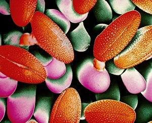 SEM of pollen germinating stigma of turnip flower SEM of pollen germinating stigma of turnip flower