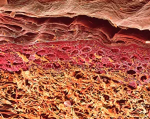 Human Body Prints: SEM Print of Human Skin Section