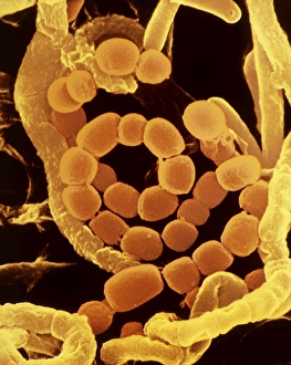 Prints of SEM of soil bacteria Images Dated 2005 April: Soil bacteria SEM Print