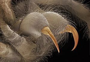SEM of tarantula fangs SEM of tarantula fangs