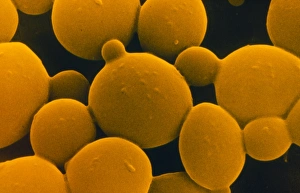SEM of yeast cells SEM of yeast cells