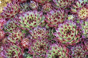 Succulent Garden Ideas Prints: Sempervivum Tip Top
