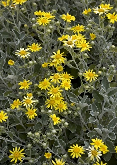 Senecio greyi Flowering Print