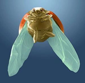 Seven-spot ladybird landing, SEM Seven-spot ladybird landing, SEM