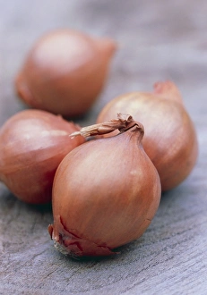 Wooden Surface Still Life Prints: Shallots