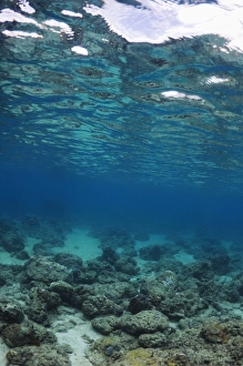 Tropical Ocean Scene Prints: Shallow reef