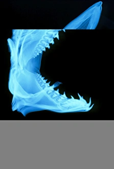 Prints of Shark skull Images Dated 2003 February: Shark Skull Print