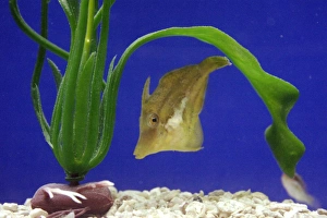 Atlantic Ocean Fauna Prints: Sharpnose puffer fish