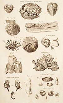 Calcium Carbonate Shells Prints: Shell Forms C017 / 3510