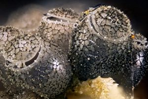 Shield Bug Reproduction Prints: Shield bug eggs C018 / 2477