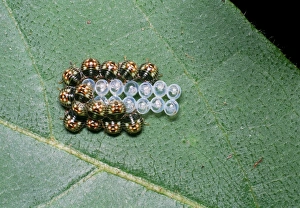 Tropical Rainforest Insects Prints: Shield bug nymphs