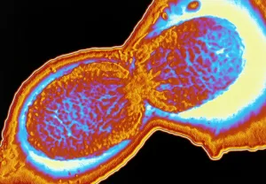 Shigella flexneri bacterium Shigella flexneri bacterium