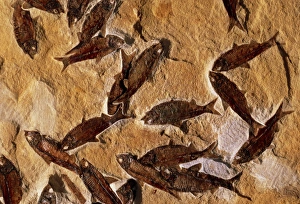 Shoal of fossilised fish, Knightia alta Shoal of fossilised fish, Knightia alta
